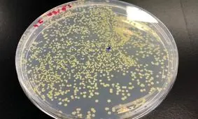 گامی بزرگ در جهت ساخت اولین مخمر مصنوعی جهان برداشته شد

