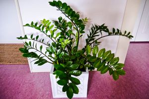 زاموفیلیا، گیاه آپارتمانی محبوب و بسیار مقاوم