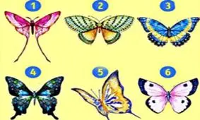 تست شخصیت شناسی/ شما فرد احساسی هستید یا منطقی؟ یک پروانه را انتخاب کنید