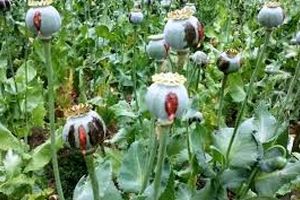 خشخاش به مزارع ایران بر می‌گردد؟