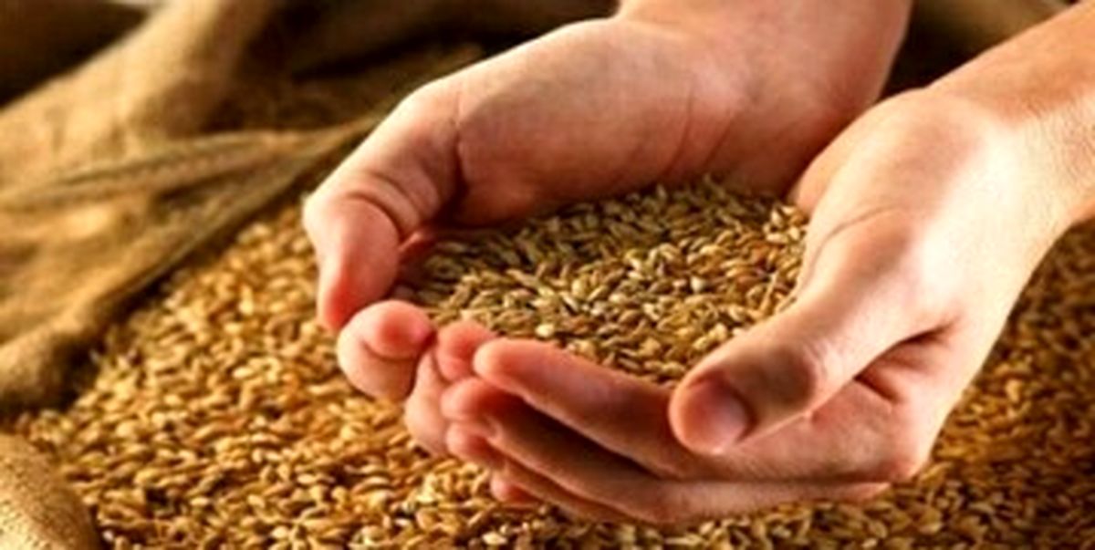 امسال قیمت گندم چه تغییری میکند؟
