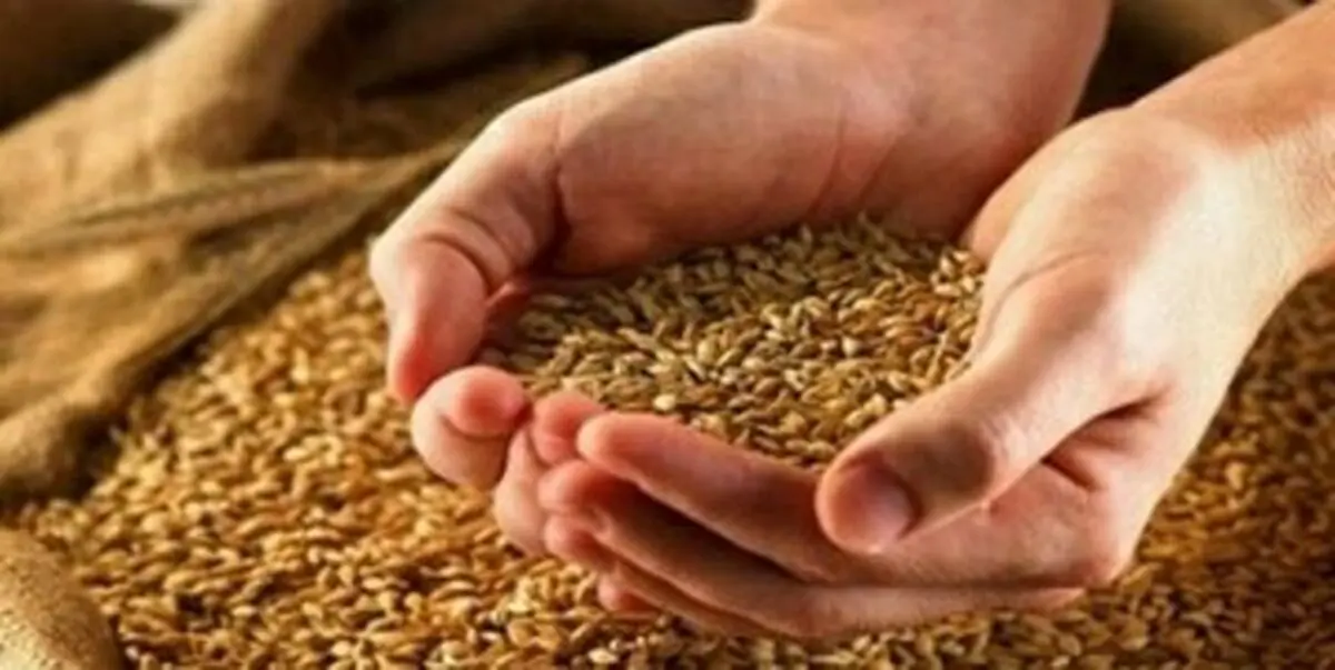 امسال قیمت گندم چه تغییری می‌کند؟