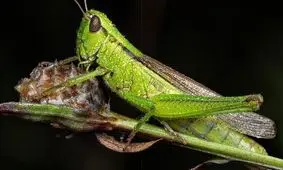 ملخ را از این زاویه دیده بودید؟