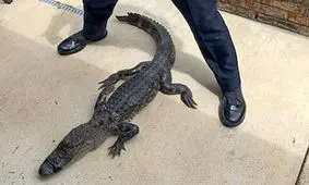 مهار دشوار یک تمساح در حیاط خلوت خانه/ ویدئو