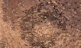 مارپیچ مرگ نوع عجیبی از مرگ است/ ویدئو