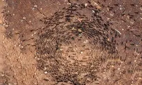 مارپیچ مرگ نوع عجیبی از مرگ است/ ویدئو