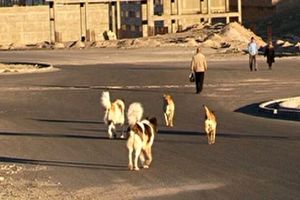 حمله سگ هار مرگ صاحبش را رقم زد