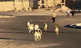 حمله سگ هار مرگ صاحبش را رقم زد