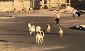 حمله سگ هار مرگ صاحبش را رقم زد