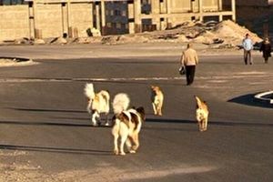 حمله سگ هار مرگ صاحبش را رقم زد