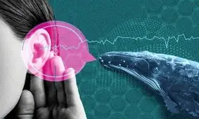 با هوش مصنوعی می‌توان با حیوانات حرف زد!