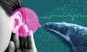 با هوش مصنوعی می‌توان با حیوانات حرف زد!