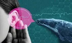 با هوش مصنوعی می‌توان با حیوانات حرف زد!