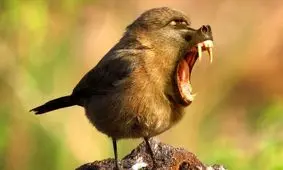 جانوران خیالی «دورگه» که هنرمند آمریکایی خلق کرده است 