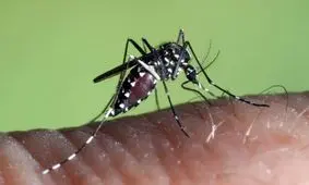 باران ببارد تخم‌های پشه آئدس کار دست‌مان می‌دهد/ ویدئو