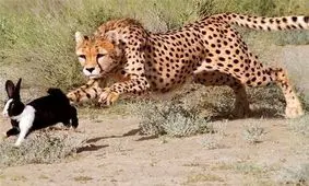 اگر غفلت کنیم، گونه‌های در خطر انقراض را برای همیشه از دست می‌دهیم