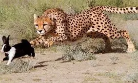 اگر غفلت کنیم، گونه‌های در خطر انقراض را برای همیشه از دست می‌دهیم