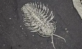 جانوری ماقبل تاریخی که پنج «سر» اضافی داشت