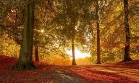 پاییز کاذب آغاز شده است؟