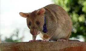 موش مین‌ یاب قهرمان درگذشت/ ویدئو