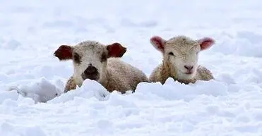 چهره مظلومانه گوسفندان گرفتار در برف یک متری/ ویدئو