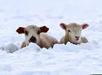 چهره مظلومانه گوسفندان گرفتار در برف یک متری/ ویدئو