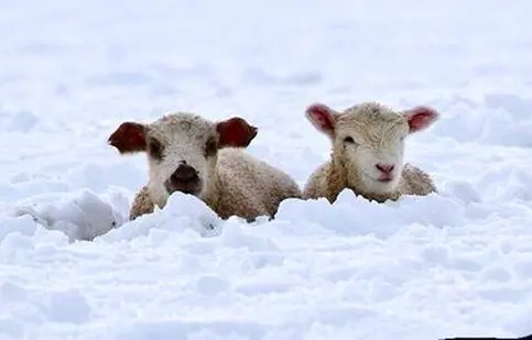 چهره مظلومانه گوسفندان گرفتار در برف یک متری/ ویدئو