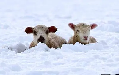 چهره مظلومانه گوسفندان گرفتار در برف یک متری/ ویدئو
