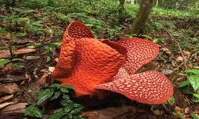 بزرگترین گل دنیا شکوفه داد / کاربرد دارویی خاص این گل آرنولدی/ تصاویر 