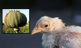 بیانیه اتحادیه مرغداران گوشتی به ادعای مرغ تریاکی