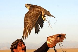 هنر ترمیم پرهای شکسته شاهین شکاری در طائف عربستان/ عکس