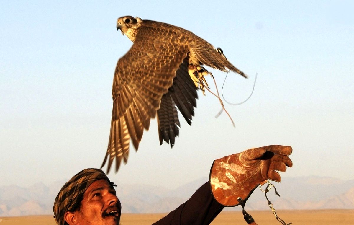 هنر ترمیم پرهای شکسته شاهین شکاری در طائف عربستان/ عکس
