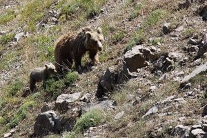 مشاهده خرس‌های قهوه‌ای در خطر انقراض در الموت