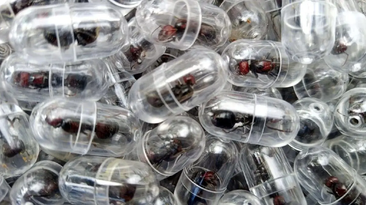 یک مورچه به قیمت ۲۲۰ دلار | مرز جدید قاچاق حیات وحش