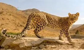 مشاهده یک قلاده پلنگ در روستایی نزدیک تهران