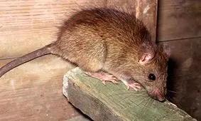 موش مترو را به هم ریخت