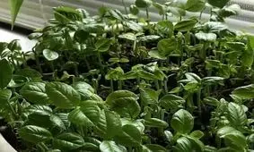 طرز تهیه سبزه نارنج برای عید با هسته نارنج