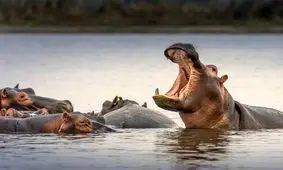 برخورد مرگبار اسب آبی به قایق مملو از مسافر در مالاوی