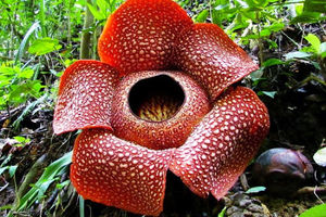 بزرگترین گل جهان در خطر انقراض