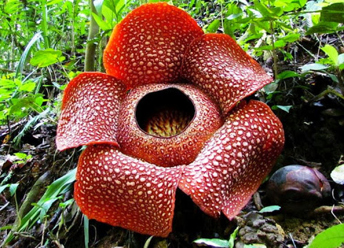 بزرگترین گل جهان در خطر انقراض