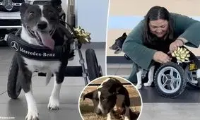 داستان سگ معلول و ویلچر سفارشی مرسدس بنز/ ویدئو

