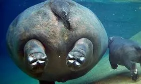 بامزه‌ترین عکس‌های حیات وحش از «توله‌ها و جوجه‌ها» 