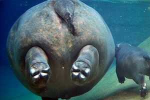 بامزهترین عکسهای حیات وحش از «تولهها و جوجهها»