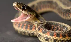 یک روز عادی در تایلند/ گرفتن مار در سقف اتاق / ویدئو