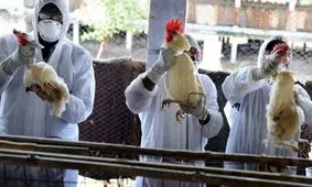 زنگ خطر کارشناسان: ویروس آنفولانزای مرغی به سرعت در حال تغییر است