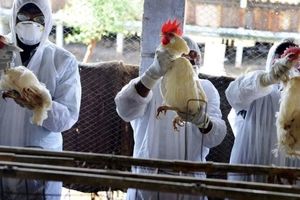 زنگ خطر کارشناسان: ویروس آنفولانزای مرغی به سرعت در حال تغییر است