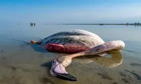 میانکاله همچنان در خطر؛ علت سکوت مسئولان وزارت کشاورزی چیست؟