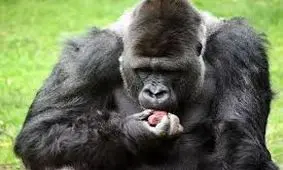 شامپانزه های وحشی میوه های حاوی الکل را با یکدیگر تقسیم می‌کنند