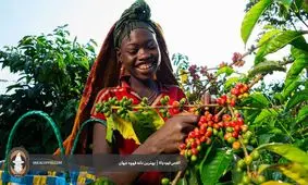 بهترین دان قهوه در جهان کدام است؟