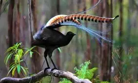 پرنده ای که شما را تا مرز سکته می برد/ ویدئو